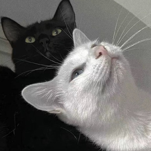 Z〇Z○女人另类Z〇Zo
